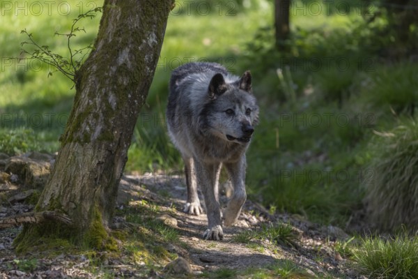 One Timberwolf, Canis lupus lycaon, walking over green grass in an opening of a forest Trees and green grass in the background