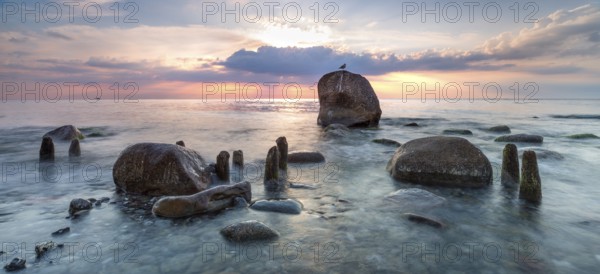 Sunrise on the shore of the Baltic Sea, stones and old groynes in the water, seagull sitting on erratic boulder, Jasmund National Park, Rügen, Mecklenburg-Western Pomerania, Germany, Europe