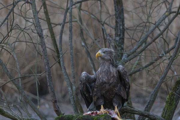 One white-tailed eagle (Haliaeetus albicilla) sitting on a small hammock feeding on a common carp. Fall foliage in late light in the background