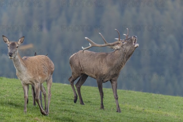One Red Deer stag (Cervus elaphus) and a doe standing on a green meadow. The stag is calling