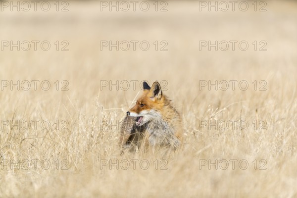 One red fox, Vulpes vulpes, running over a meadow with tall dry grass on a sunny day