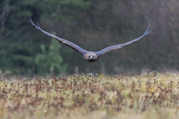 One golden eagle (Aquila chrysaetos) flying over a meadow during snow fall. A forest in the background