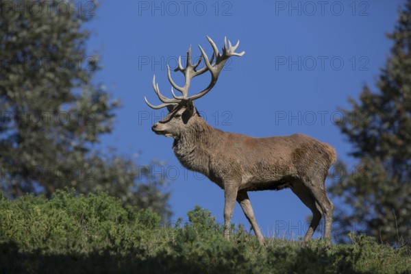Red Deer stag at the rutting season. Sky in background