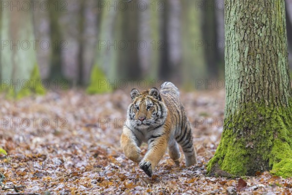 One young female Siberian Tiger, Panthera tigris altaica, running thru a forest