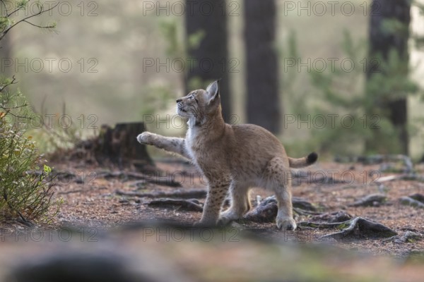 One young Eurasian lynx, (Lynx lynx), walking thru a forest. Green vegetation around him