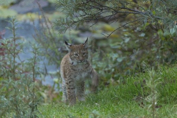 One young Eurasian lynx, (Lynx lynx), walking along a small pond surrounded by fresh green vegetation