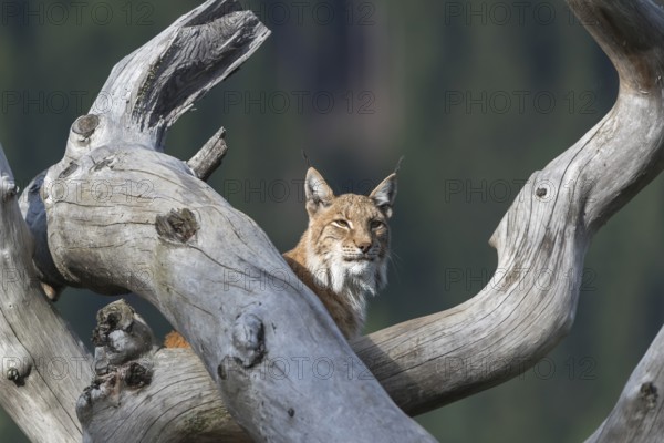 One Eurasian lynx, (Lynx lynx), standing high in a dead tree log. Forest in the background