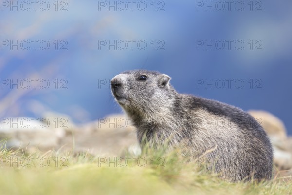 One Alpine Marmot, Marmota marmota, standing in tall grass. Side view portrait. Green grass and blue mountains in the distant background. Grossglockner high alpine road, Hohe Tauern National Park