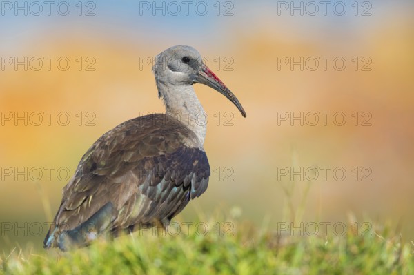 Hagedash, Hadada Ibis, (Bostrychia hagedash), Ibis, Table Mountain National Park Cape of Good Hope Nature Reserve, Cape Town, Western Cape, South Africa, Africa