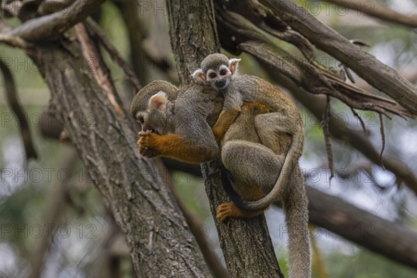 One female Central American squirrel monkey, Saimiri oerstedii, carrying her baby. Green vegetation around