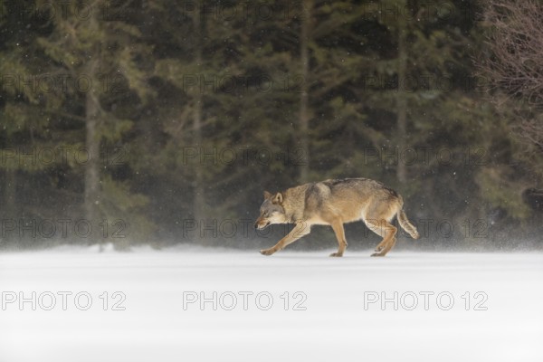 One male eurasian gray wolf (Canis lupus lupus) walking thru deep snow during snow fall. A forest in the background