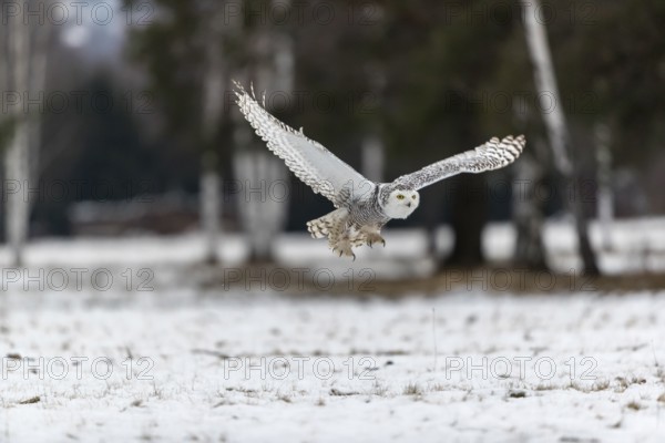 One snowy owl, Bubo scandiacus, Bubo scandiaca, Nyctea scandiaca flying over a snowy meadow with a forest of birch trees in the background