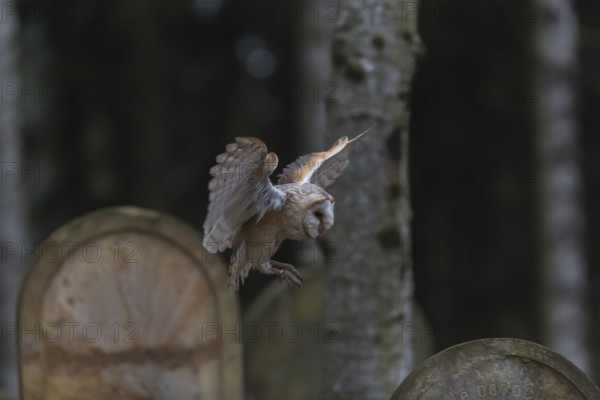 One barn owl (Tyto alba) flying on a historic graveyard in a forest between the gravestones. Green vegetation in the background