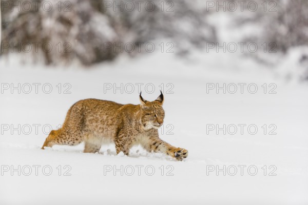 One young male Eurasian lynx, (Lynx lynx), walking over a deep snow covered meadow with a forest in the background