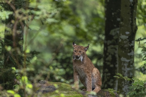 One adult Eurasian lynx, (Lynx lynx), sitting in a forest on mossy rocks