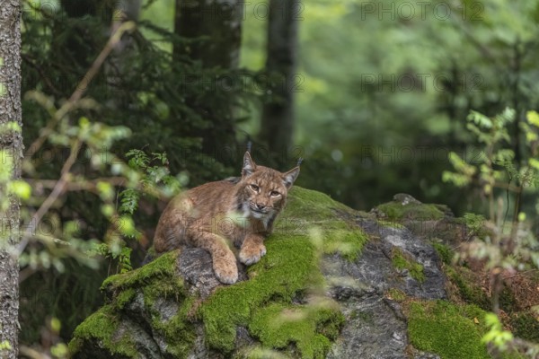 One adult Eurasian lynx, (Lynx lynx), resting in a forest on mossy rocks