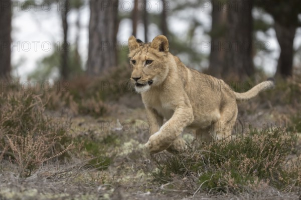 One female young lion (Panthera leo) running at a forest edge. Green vegetation in the background