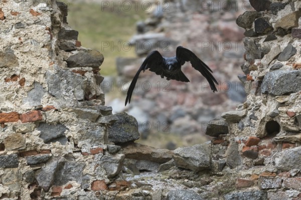 One common raven (Corvus corax), flying between the walls of a ruin of an ancient castle during slight snowfall