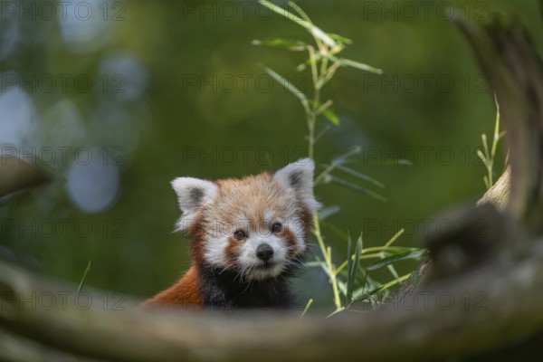 One red panda, Ailurus fulgens, sitting on a branch of a dead tree. Fresh green vegetation in the background