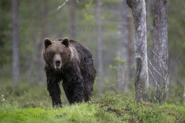 Brown bear (Ursus arctos) in the Finnish taiga, Kuusamo, Finland, Europe