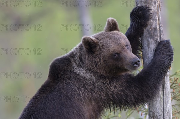 Brown bear (Ursus arctos) in the Finnish taiga, Kuusamo, Finland, Europe