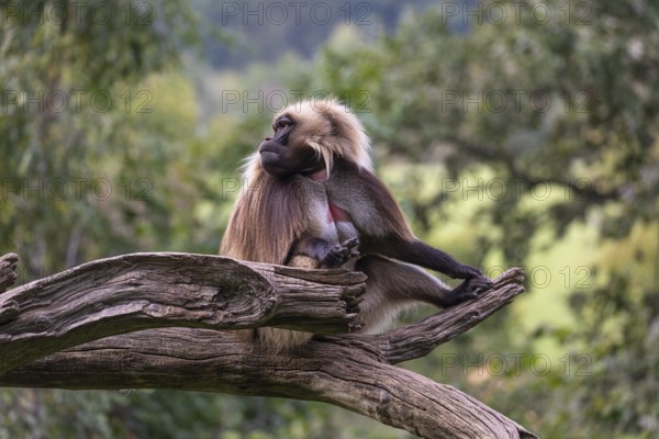 Portrait of an adult male Gelada (Theropithecus gelada), or bleeding-heart monkey, resting on a log
