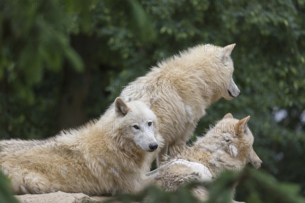 Pack of Arctic wolves (Canis lupus arctos) resting on a sandhill in a forest with green background