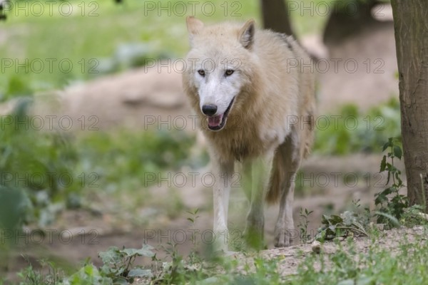 One adult Arctic wolf (Canis lupus arctos) walking thru a forest with some green vegetation on hilly ground