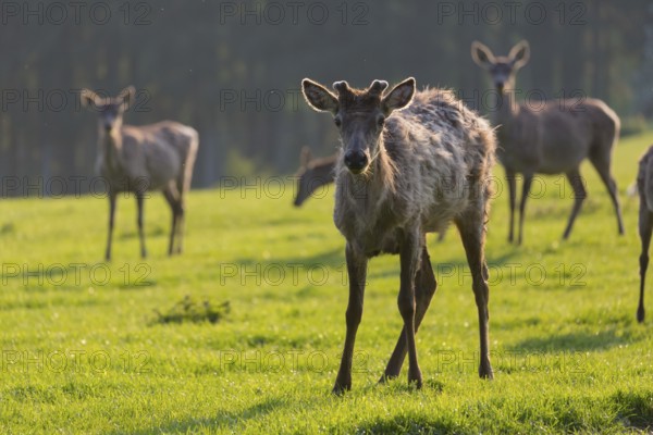 Altai maral, Altai wapiti or Altai elk, standing on meadow in backlight. Springtime with fresh green color. Forest in background