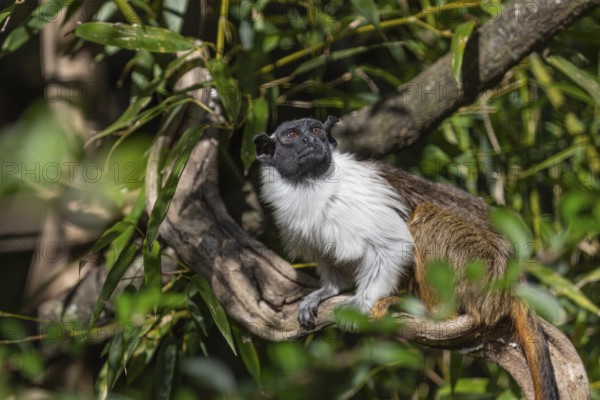One pied tamarin (Saguinus bicolor) or Brazilian Bare-faced Tamarin, sitting on a branch of a green tree in bright sunlight. It is a critically endangered primate species found in a small area in the Brazilian Amazon Rainforest north of Manaus