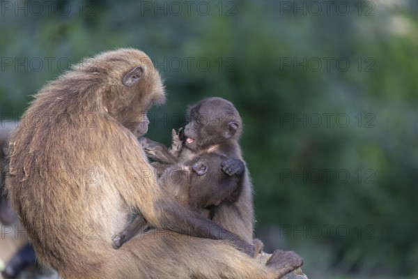 One female with 2 baby Gelada (Theropithecus gelada), or bleeding-heart monkey sitting on a log, playing and grooming. A green forest in the background