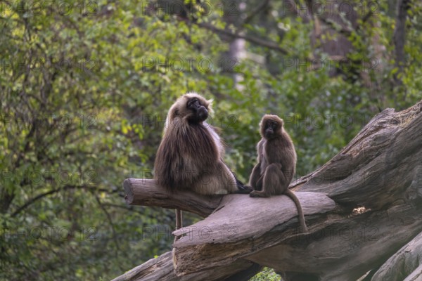 One adult male and one adult female Gelada (Theropithecus gelada), or bleeding-heart monkey, resting on a log. A green forest in the distant background