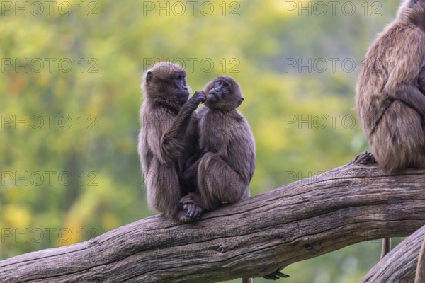 Two young Gelada (Theropithecus gelada), or bleeding-heart monkey sitting on a log grooming each other. A green forest in the background