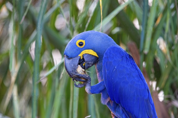 Hyacinth Macaw (Anodorhynchus hyacinthinus) Pantanal Brazil
