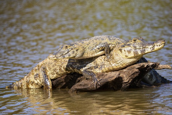 Spectacled caiman (Caiman crocodilius) Panatanal Brazil