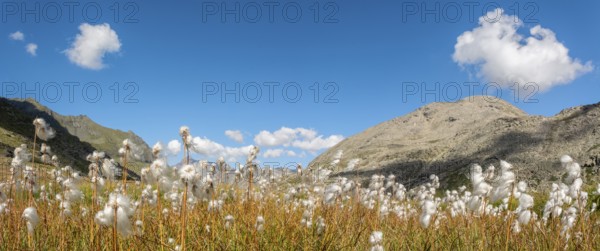 Cotton grass meadow in the Alps in a valley of the Gran Paradiso National Park. Valsavaranche, Aosta, Italy, Europe