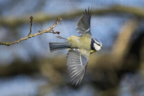 A blue tit (Cyanistes caeruleus, Parus caeruleus) flying with wings spread out near a branch against a blurred background, Hesse, Germany, Europe