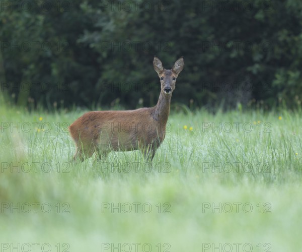 Roe deer (Capreolus capreolus), doe standing in a meadow and looking attentively, wildlife, Lower Saxony, Germany, Europe