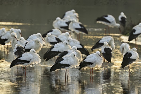 White storks (Ciconia ciconia), large flock roosting in shallow water, Flachsee, Canton Aargau, Switzerland, Europe