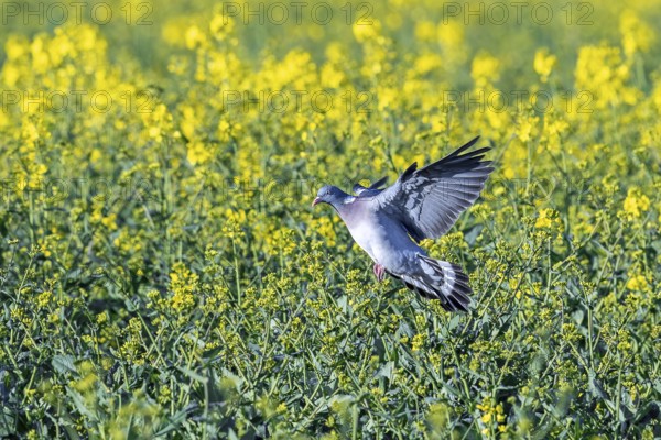 Common wood pigeon (Columba palumbus) landing in flowering rape field in spring