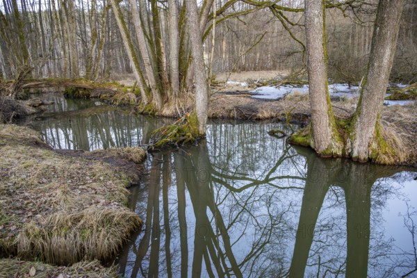 Winterladscape of a swamp with water and trees, Lengenbach, Deining, Upper Palatinate, Bavaria, Germany, Europe