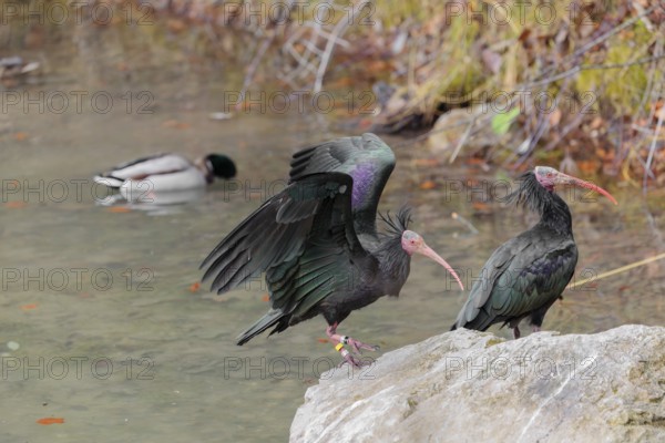 A Northern Bald Ibis (Geronticus eremita) landing on a rock on the riverbank