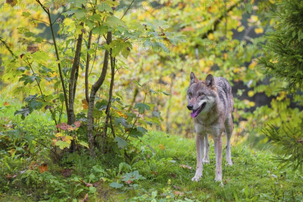 A eurasian gray wolf (Canis lupus lupus) stands on a green meadow on hilly terrain. Fall foliage is in the foreground