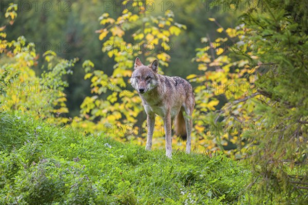 A eurasian gray wolf (Canis lupus lupus) stands on hilly terrain on a green meadow, framed by colorful fall foliage