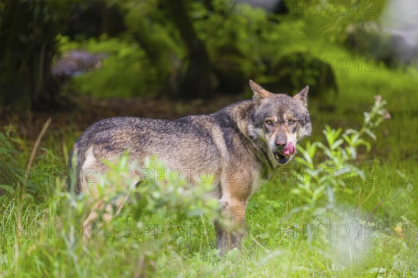 An adult male eurasian gray wolf (Canis lupus lupus) stands at the edge of the forest and watches something