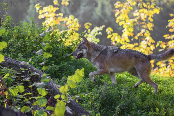 A eurasian gray wolf (Canis lupus lupus) runs across a meadow on a hill with a colourful foliage in the background