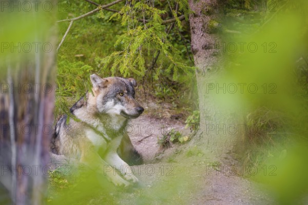 A eurasian gray wolf (Canis lupus lupus) rests under a spruce tree, fairly hidden behind green vegetation