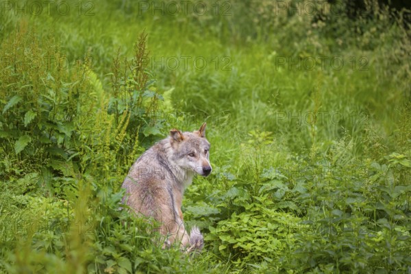 An adult male gray wolf (Canis lupus lupus) runs across a green meadow in hilly terrain