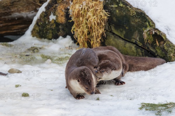 On a sunny day two otters (Lutra lutra) play in the snow in front of a root of a dead tree