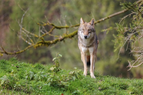 A female eurasian grey wolf (Canis lupus lupus) stands on green meadow on top of a hill